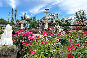 ハーブ庭園 旅日記 勝沼庭園のバラ写真4