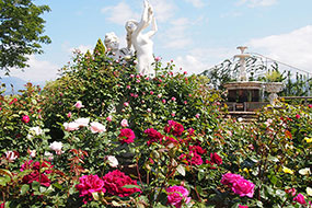 ハーブ庭園 旅日記 勝沼庭園のバラ写真5