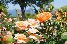ハーブ庭園 旅日記 勝沼庭園のバラ写真6