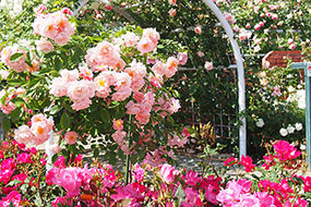 ハーブ庭園 旅日記 勝沼庭園のバラ写真7