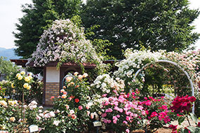 ハーブ庭園 旅日記 勝沼庭園のバラ写真9