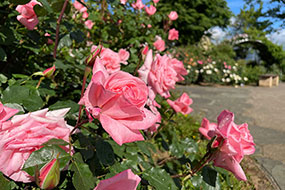 ハーブ庭園 旅日記 勝沼庭園のバラ写真10