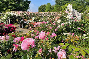ハーブ庭園 旅日記 勝沼庭園のバラ写真11