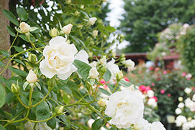 ハーブ庭園 旅日記 勝沼庭園のバラ写真13