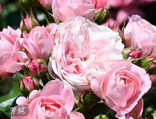 5月に見頃を迎える250品種のバラが美しく咲き乱れ庭園を華やかに彩ります