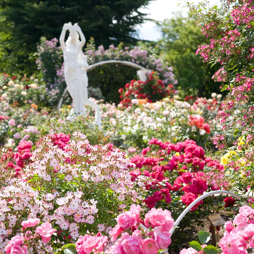 山梨の勝沼で観光ならハーブと季節の花が咲き誇るハーブ庭園 旅日記 勝沼庭園