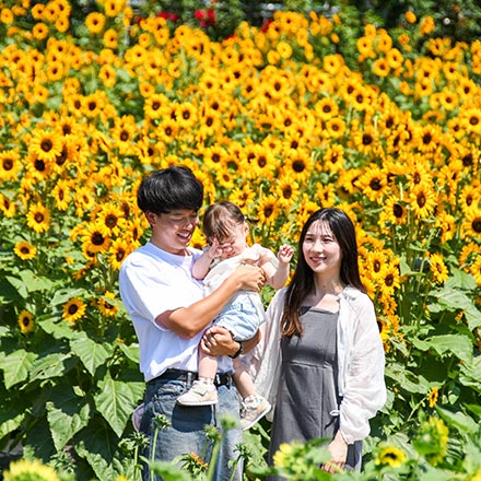 ハーブ庭園の8月