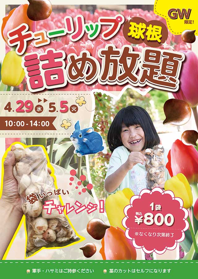 チューリップの球根詰め放題